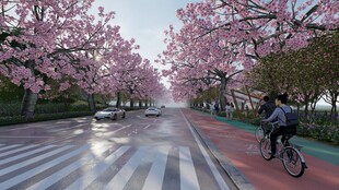 樱花道上的骑行者