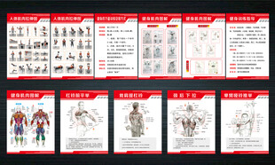 健身房广告肌肉图解