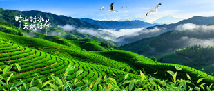 茶山