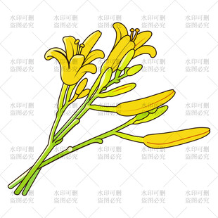 黄花菜插画