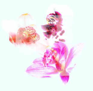 梦幻粉色花卉艺术图