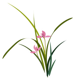 粉色兰花插画 矢量图