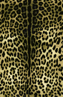 豹纹图案纹理背景图