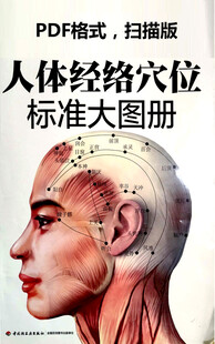 人体经络标准穴位图