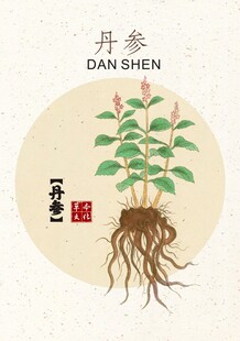 丹参