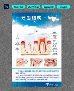 牙齿结构