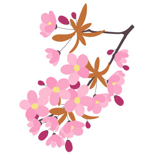 粉色樱花枝插画 矢量图
