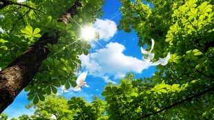 仰望葱郁树冠与蓝天白云