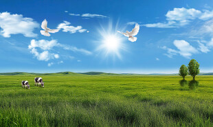 蓝天白云大草原