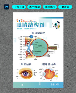 眼睛结构图
