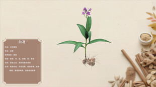 中草药白及