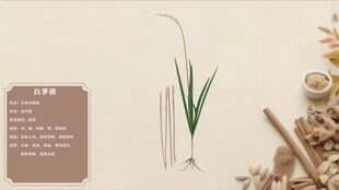 中草药白茅根