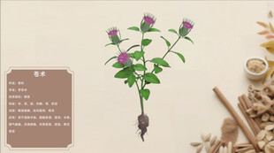 紫花植物标本展示仓术