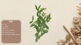 传统草药展示番泻叶