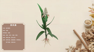 一株中药材植物展示高良姜