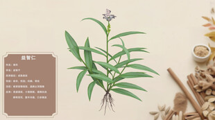 中草药益智仁