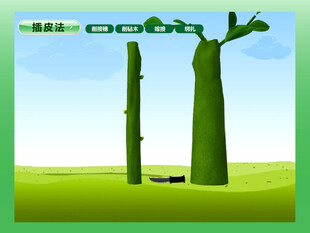 园林嫁接插皮法