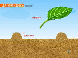 园林直插法