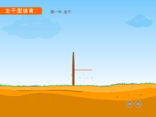 园林主干型苗木培育