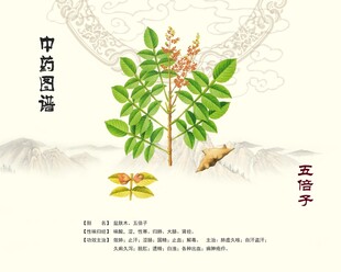 五倍子植株展示图
