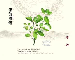 中药樟脑展示图