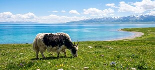 青海牦牛  青海湖  