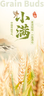 小满时节麦田景色