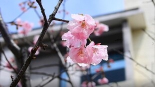 三月樱花实拍视频