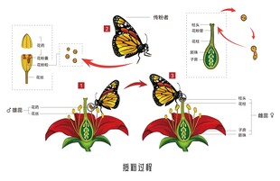 蝴蝶给花授粉的过程