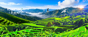 茶山梯田