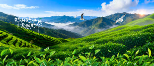 梯田茶山
