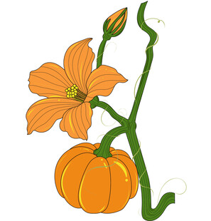 南瓜与花的清新插画 矢量图
