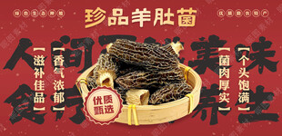 羊肚菌宣传