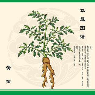 黄芪植物图示