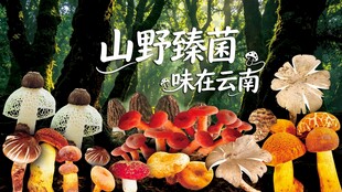野生菌海报