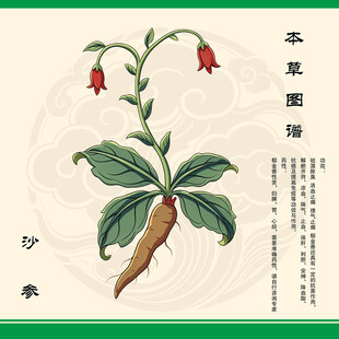 沙参植物插画展示