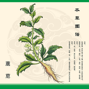 传统本草图谱荠苨杏参