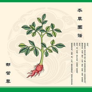都管草草药图示