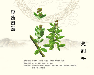 中药材蔓荆子展示图