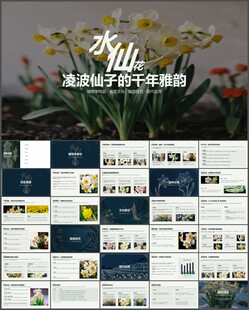 千年雅韵水仙花介绍花卉PPT