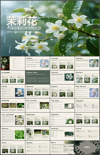 茉莉花介绍PPT课件