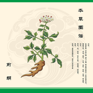 前胡中草药前胡