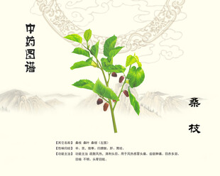 中药桑枝桑皮展示图