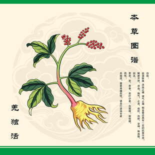 羌活羌独活