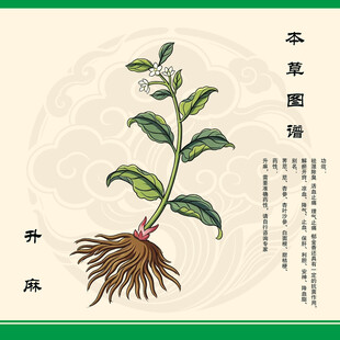 升麻植物图绘中药升麻
