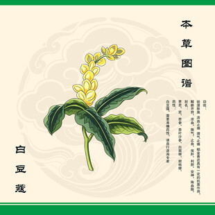 白豆蔻插画