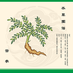 手绘本草纲目苦参图