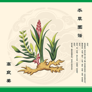 本草高良姜图