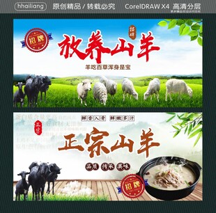 放养山羊 正宗山羊