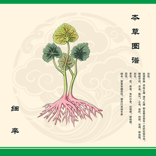 细辛植物图